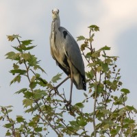 Heron