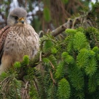 Kestrel