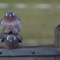 Pigeons