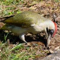 Green Woodpecker