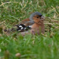 Chaffinch