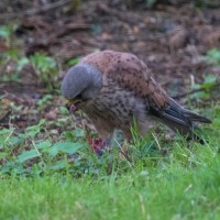 Kestrel