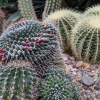 Leicester University Botanic Garden