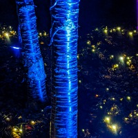 Waddesdon Manor Christmas Lights