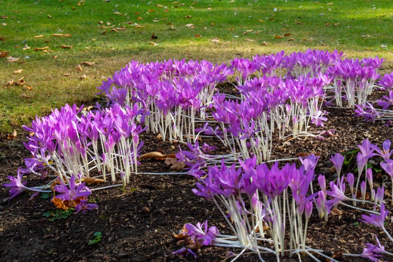 Cambridge Botanic Garden