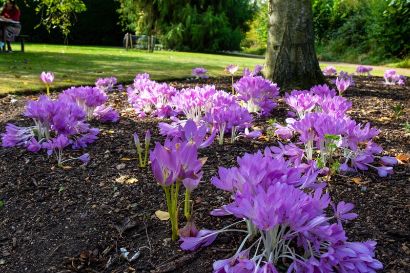 Cambridge Botanic Garden