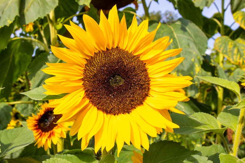 Cambridge Botanic Garden