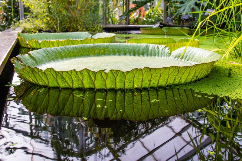 Cambridge Botanic Garden