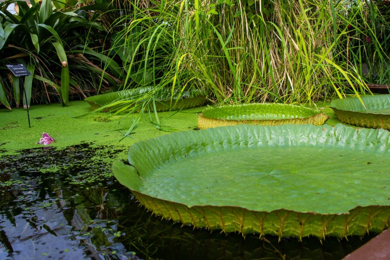 Cambridge Botanic Garden