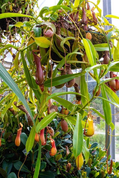 Cambridge Botanic Garden