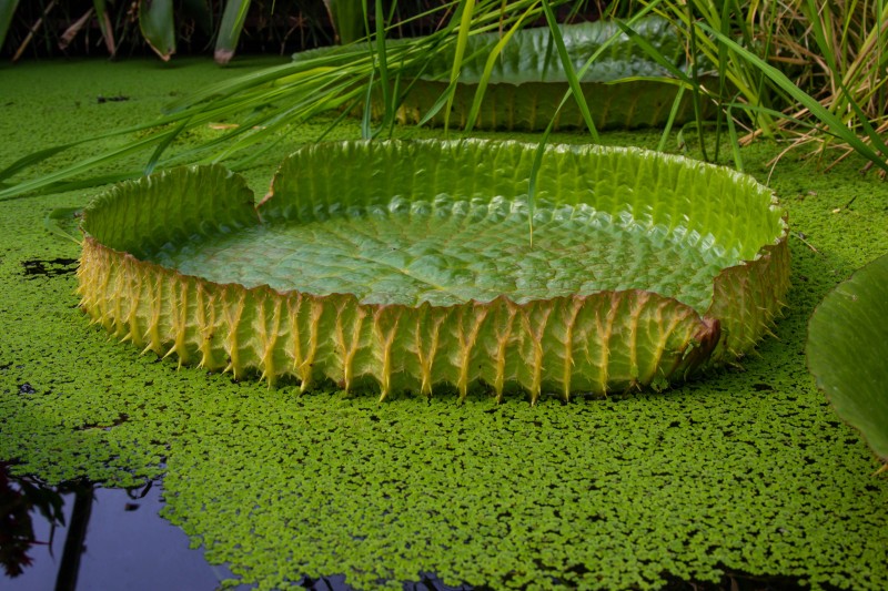 Cambridge Botanic Garden