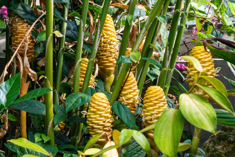 Cambridge Botanic Garden