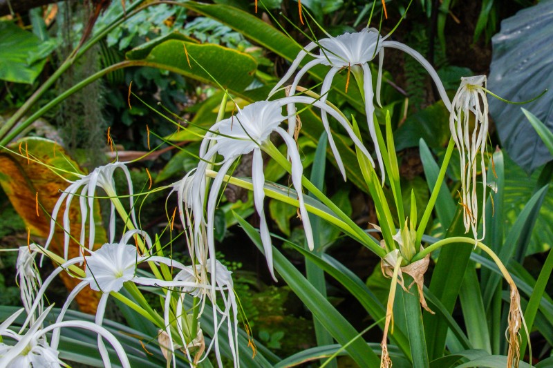 Cambridge Botanic Garden,