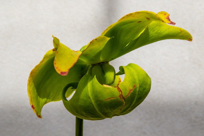 Cambridge Botanic Garden