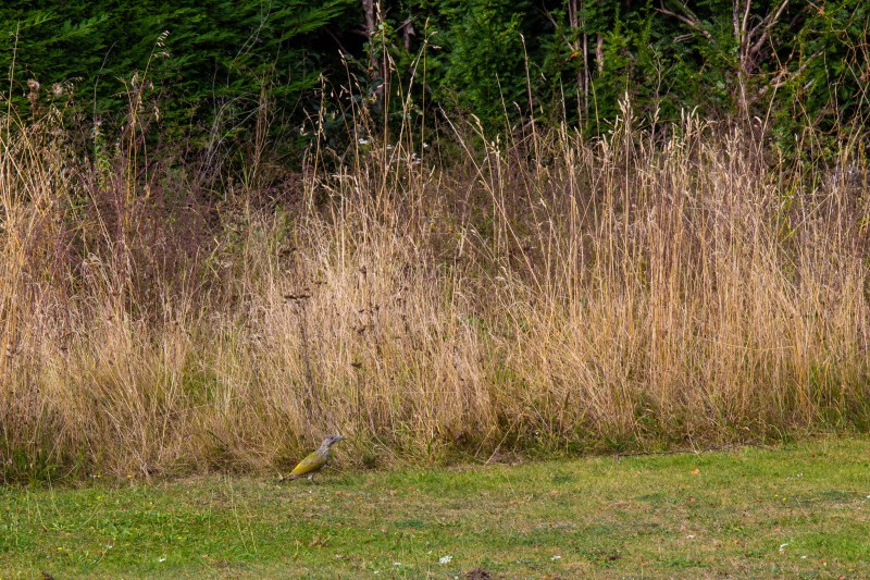 Cambridge Botanic Garden