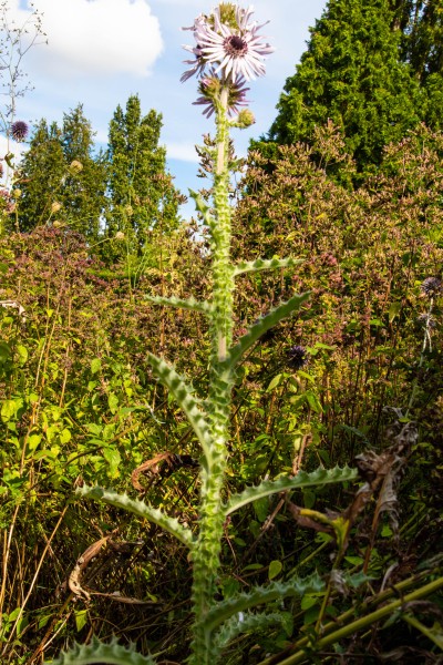 Cambridge Botanic Garden