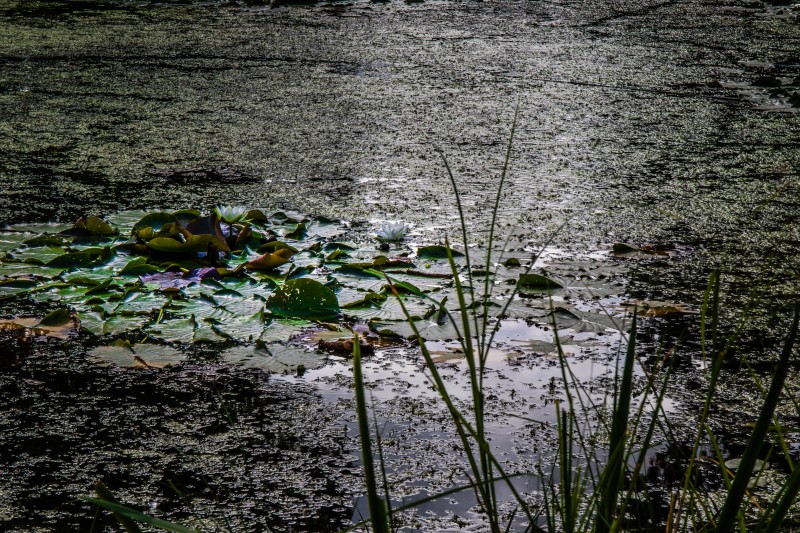 Cambridge Botanic Garden