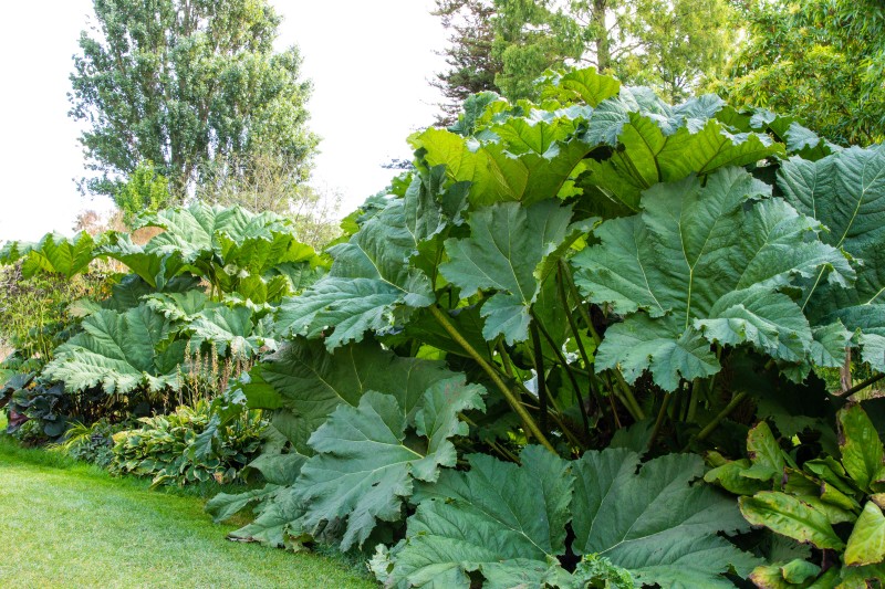 Cambridge Botanic Garden