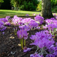 Cambridge Botanic Garden