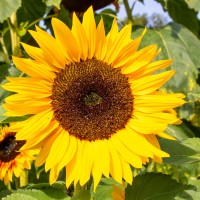 Cambridge Botanic Garden