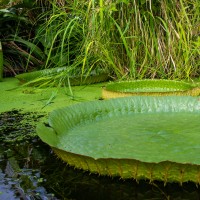 Cambridge Botanic Garden