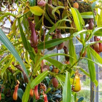 Cambridge Botanic Garden