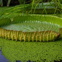 Cambridge Botanic Garden