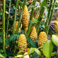 Cambridge Botanic Garden