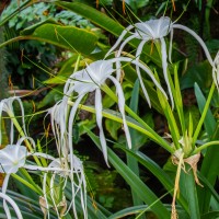 Cambridge Botanic Garden,