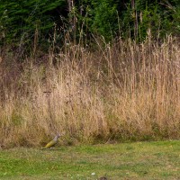 Cambridge Botanic Garden