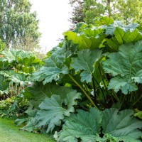 Cambridge Botanic Garden