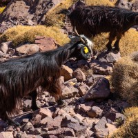 Morocco Toubkal Climb