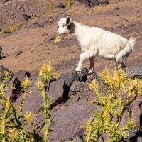 Morocco Toubkal Climb