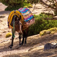 Morocco Toubkal Climb