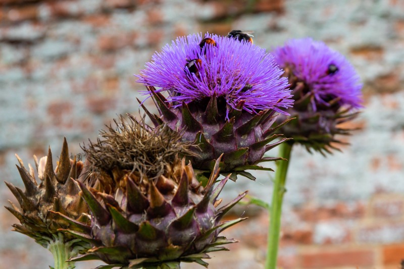 North Norfolk - National Trust Felbrigg Hall