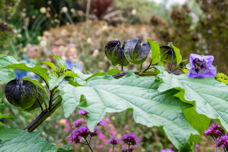 North Norfolk - National Trust Felbrigg Hall