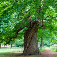 North Norfolk - National Trust Felbrigg Hall