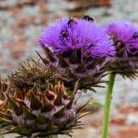 North Norfolk - National Trust Felbrigg Hall