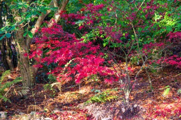 Portmeirion