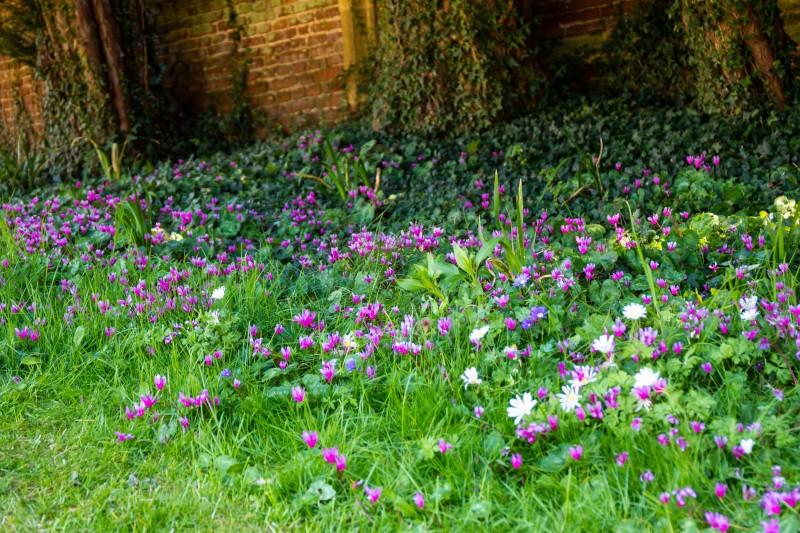 National Trust - Greys Court