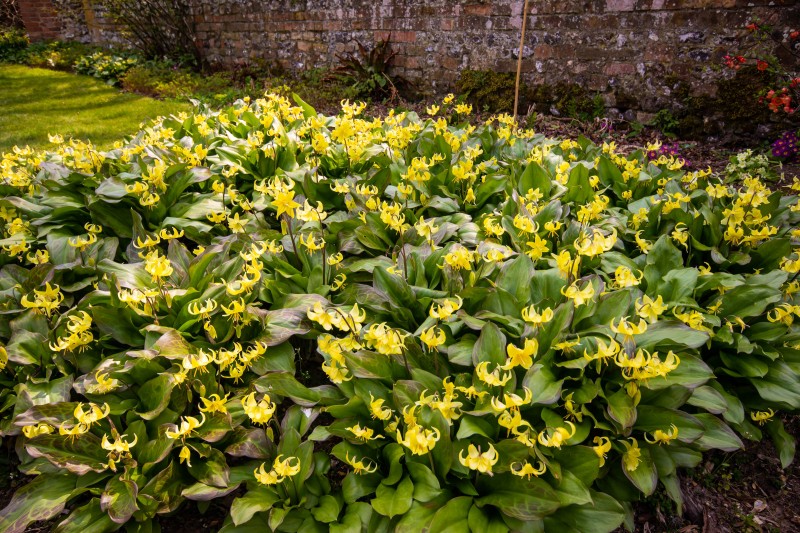 National Trust - Greys Court