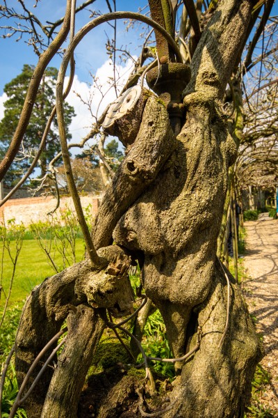 National Trust - Greys Court