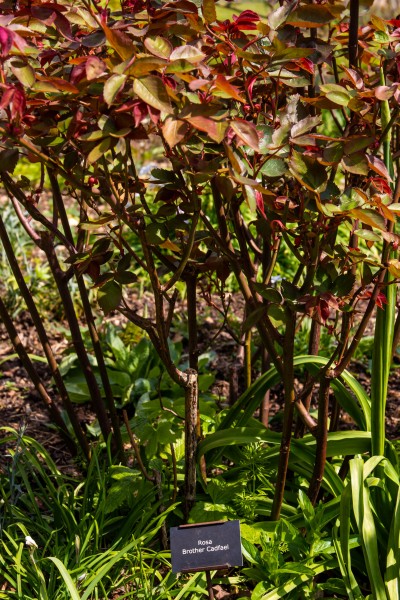 National Trust - Greys Court