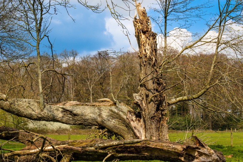 National Trust - Greys Court