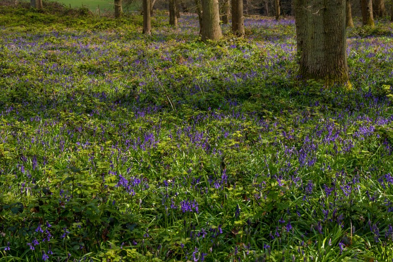 National Trust - Greys Court