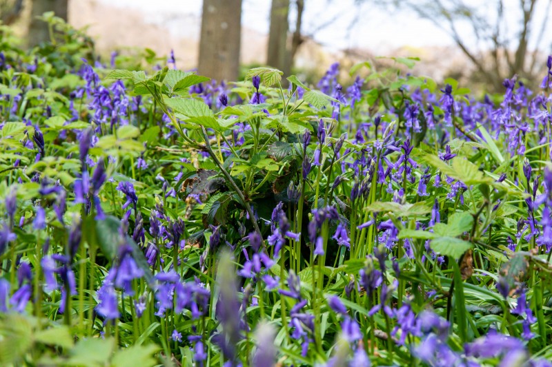 National Trust - Greys Court