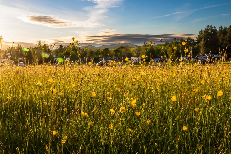 Camping at Fforestfields