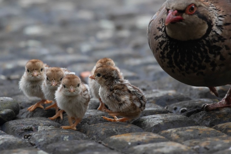 Red-legged Partridge Family