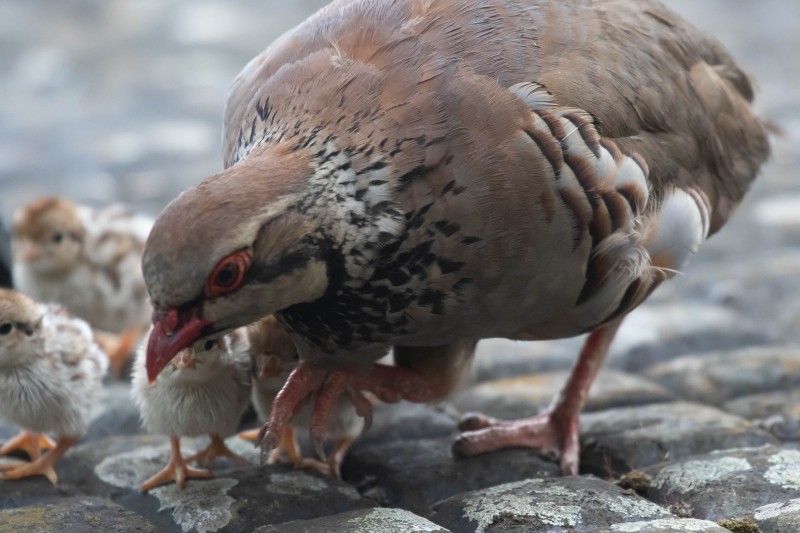 Red-legged Partridge Family