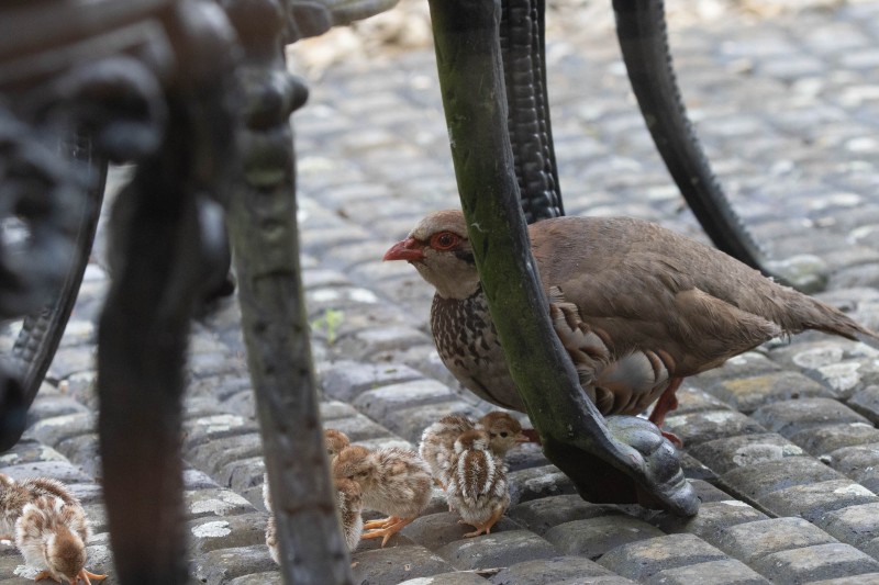 Red-legged Partridge Family